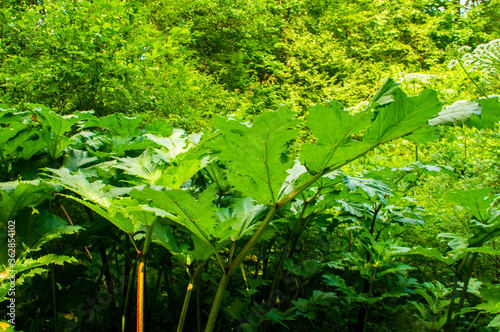 Huge green tropical leaves close-up in the forest