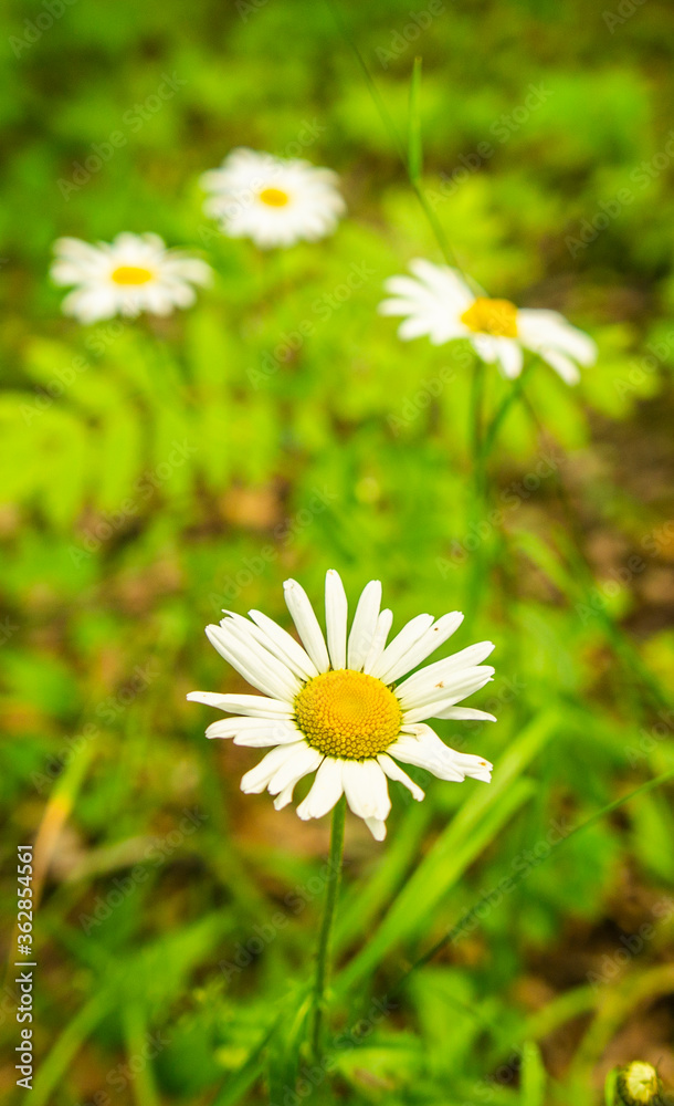 Forest daisies in the forest close up Forest daisies in the forest close up