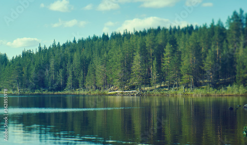 Forest growing on the stone rock shore of a lake