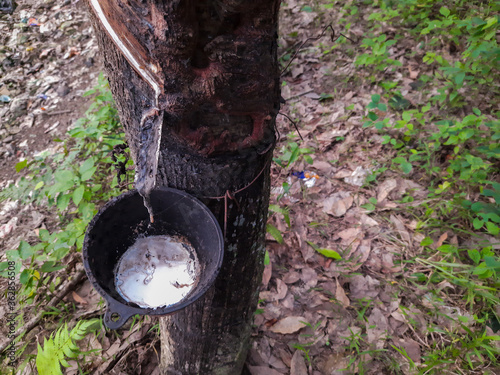Rubber trees in a rubber support cup