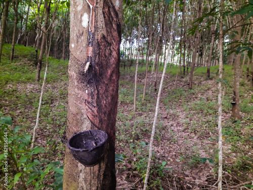 Rubber trees in a rubber support cup
