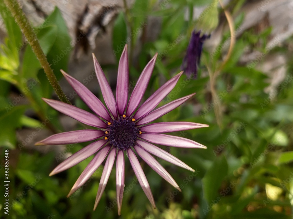 Obraz premium Flowers.