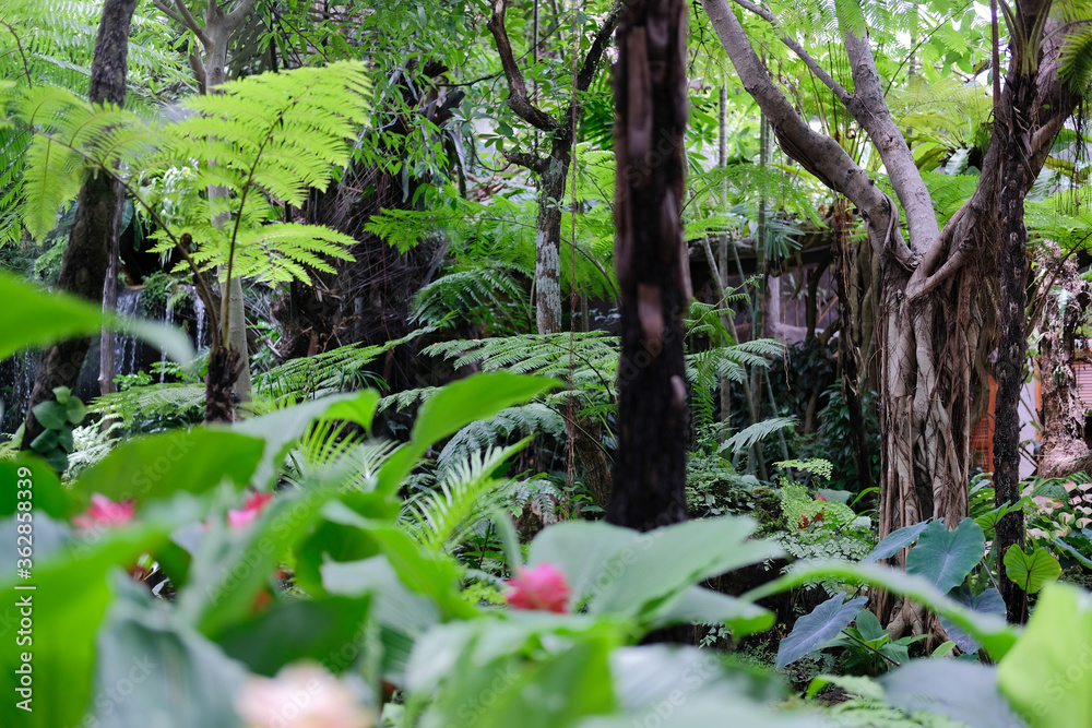 green leaves plant tree nature garden park view green leaves plant tree nature garden park view