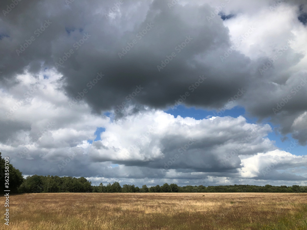 Meadow with dry grass and cows. Landscape with clouds. havelte Drenthe Netherlands. Holtingerveld. Meadow with dry grass and cows. Landscape with clouds. havelte Drenthe Netherlands. Holtingerveld.