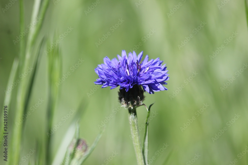 Blue cornflower standing in a grassy meadow in the spring. Blue cornflower standing in a grassy meadow in the spring.