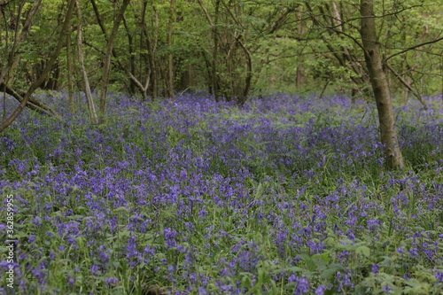 Wide shot of a carpet of blue bells in an ancient forest