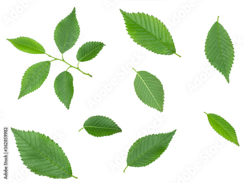 Green leaf elm isolated on white background