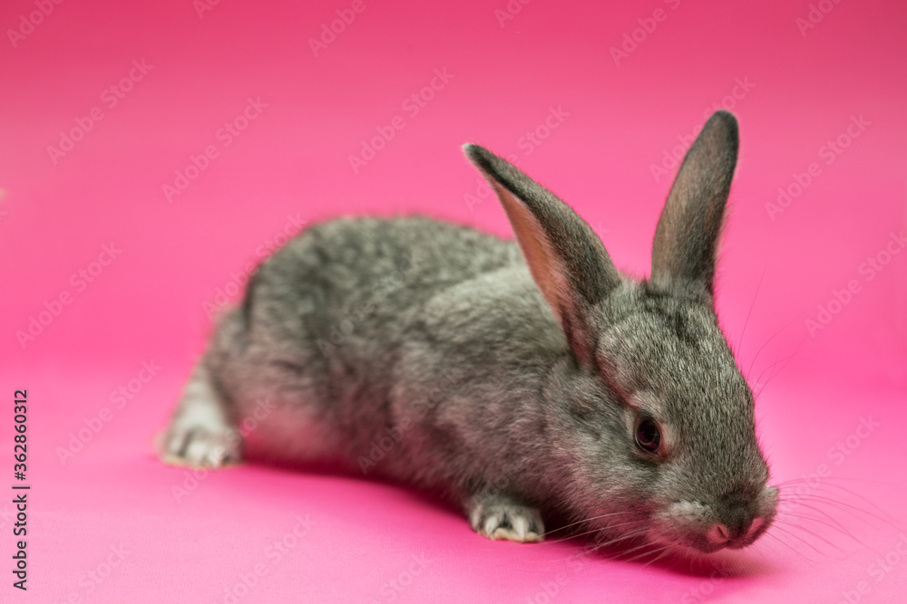 Naklejka premium little white and Gray rabbit