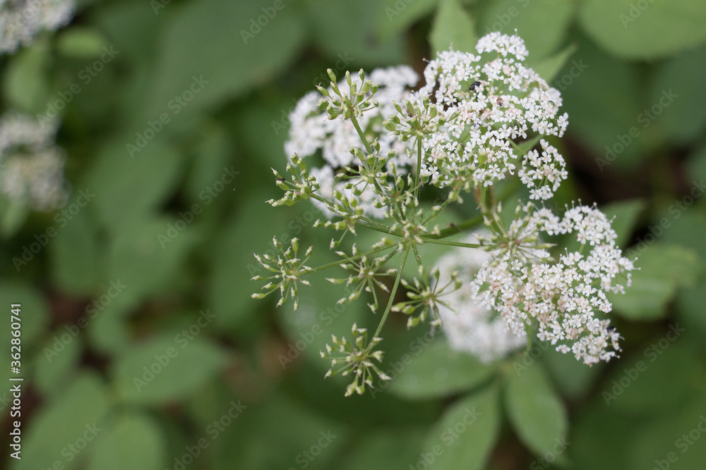 White Cow Parsley flower heads, Anthriscus sylvestris also called Wild Chervil, wild Beaked Parsley or Keck, flowering in the British countryside, from above on a natural green background White Cow Parsley flower heads, Anthriscus sylvestris also called Wild Chervil, wild Beaked Parsley or Keck, flowering in the British countryside, from above on a natural green background