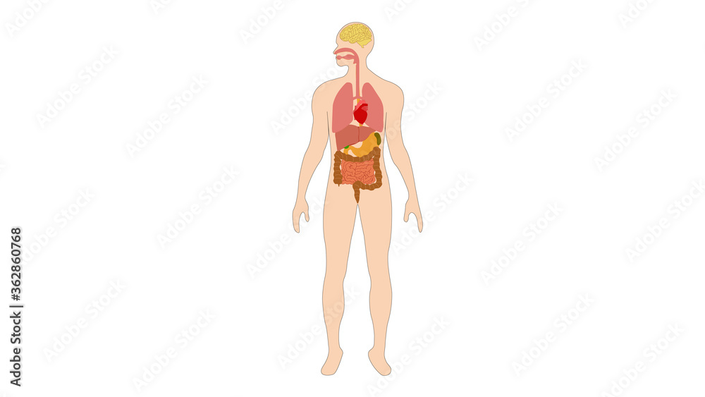Human organs internal diagram, Body of human internal organs, brain, heart, lungs, liver, stomach, intestine Human organs internal diagram, Body of human internal organs, brain, heart, lungs, liver, stomach, intestine