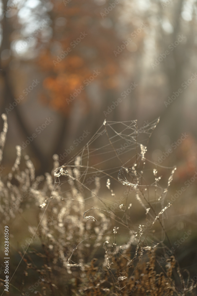 Autumn landscape . Dry grass in misty autumn forest Autumn landscape . Dry grass in misty autumn forest
