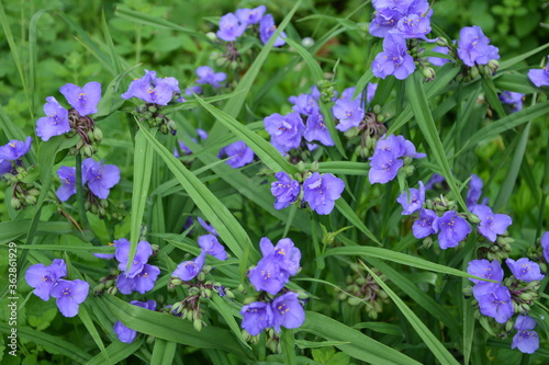 blue purple flower of Tradescantia virginiana plant.Tradescantia close up shot in the forest.