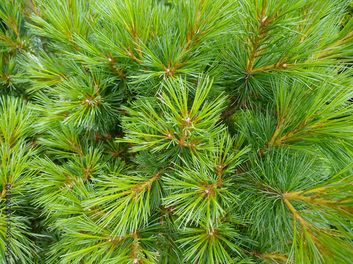 Pinus strobus 'Elkins Dwarf'