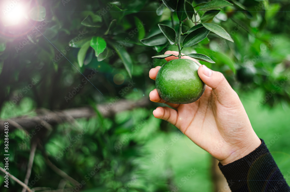 Close-up of an image of an orang and an orange on a farm And beautiful light Close-up of an image of an orang and an orange on a farm And beautiful light
