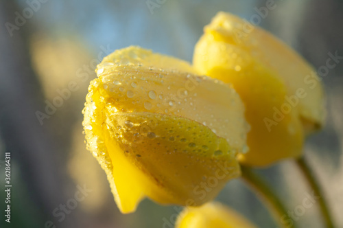 Yellow tulips in buds  close-up.