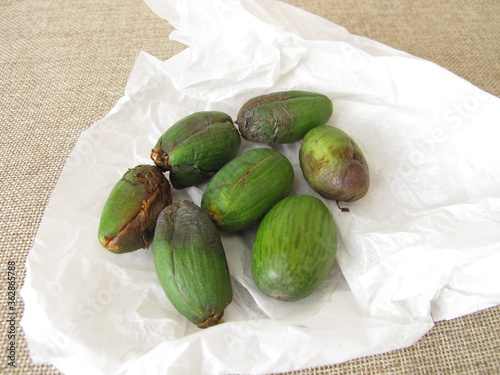 Fruits or seeds of the Japanese torreya, Torreya nucifera photo