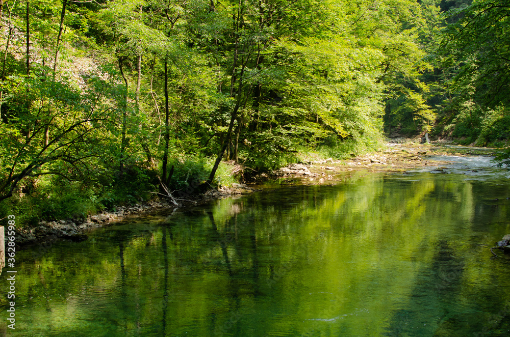 Forest reflection in river Forest reflection in river