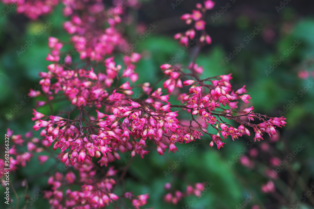 Beautiful pink flower after rain with wet petals in a city garden. Perennial plants to decorate the garden.