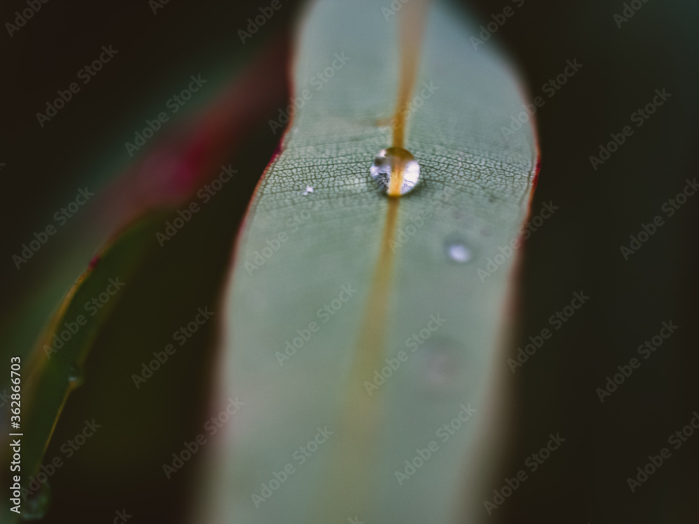 water drops on a leaf water drops on a leaf