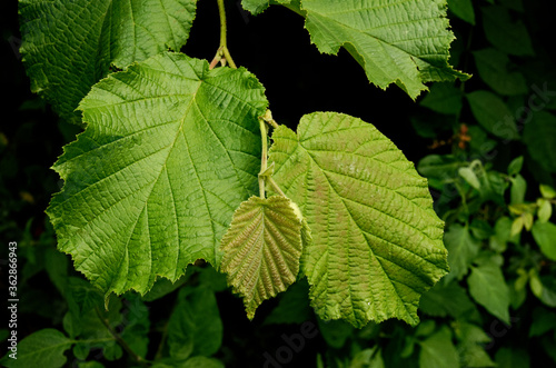 Close up of hazel leaves photo