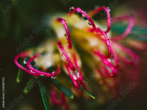 Close up of a grevillea flower