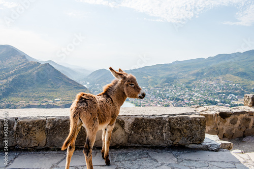 An animal little donkey stands on a cliff of a mountain and looks at the landscape of the mountains. Georgia, mountain landscape, Mtskheta. Jvari Monastery © Inna Tolstorebrova