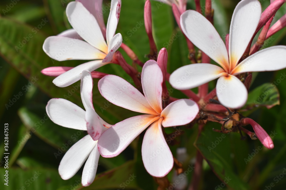 Fototapeta premium Nature, Plants, Flowers, Greenery, Sky, Sun, Freedom