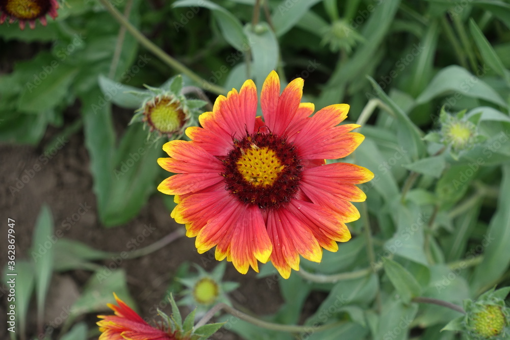 Close view of red and yellow flower of Gaillardia aristata in May Close view of red and yellow flower of Gaillardia aristata in May