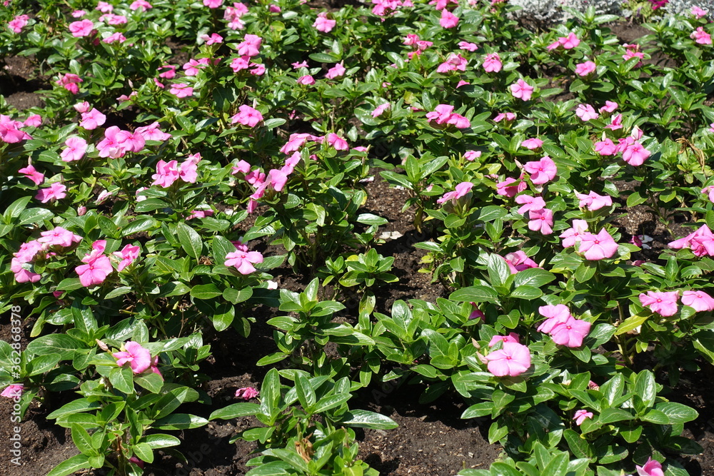 Flowerbed with lots of pink flowers of Catharanthus roseus in August