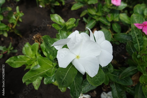 Close view of white flower of Catharanthus roseus in August