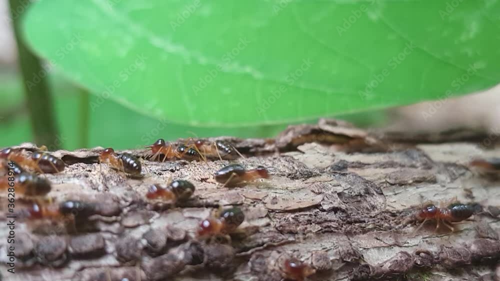 Ants on log video clip Ants on log video clip