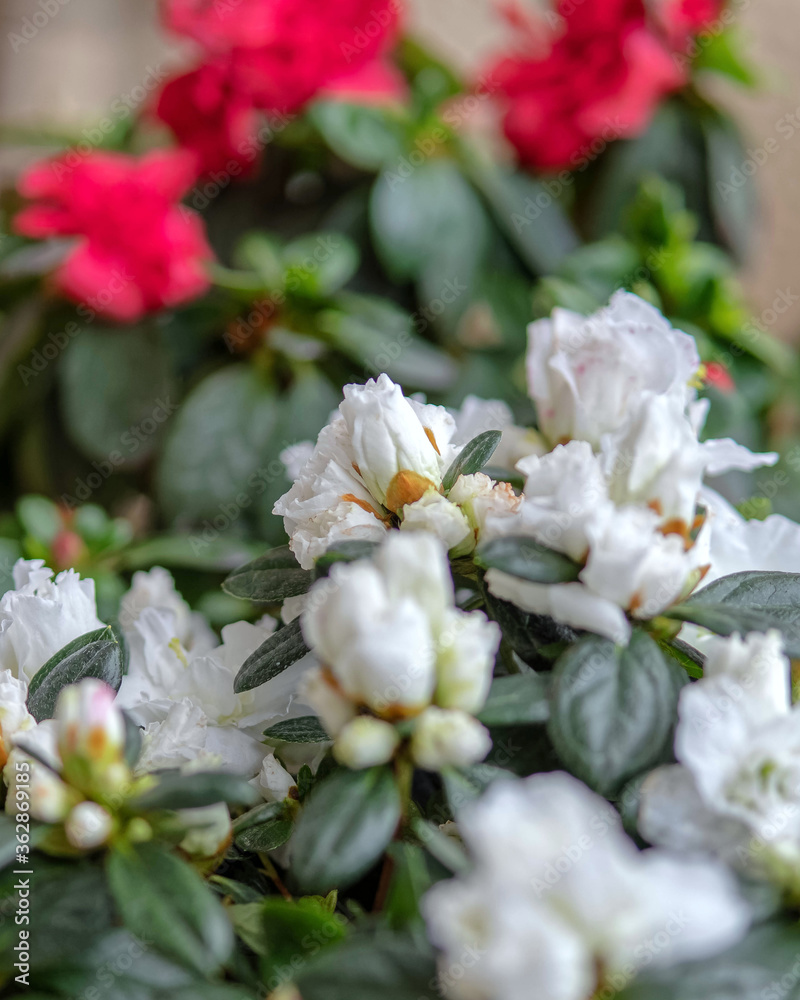 white azalea flowers close up, extremelly shallow depth of field white azalea flowers close up, extremelly shallow depth of field