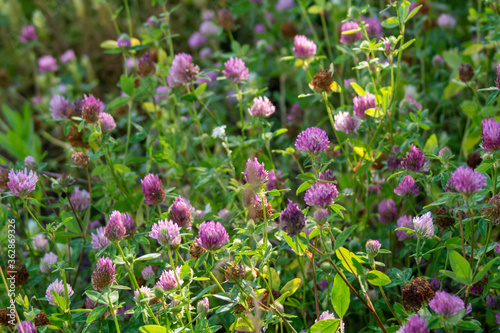 the red clover plant, close-up macro