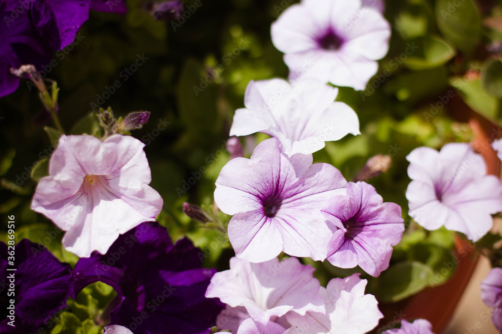 pink and purple petunias? background with flowers on a sunny day pink and purple petunias? background with flowers on a sunny day