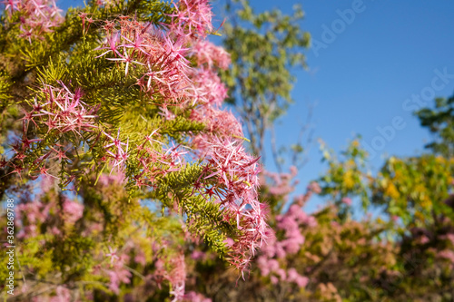 Calytrix exstipulata also known as Pink Turkey Bush is a native flower of the Northern Territory of Australia photo