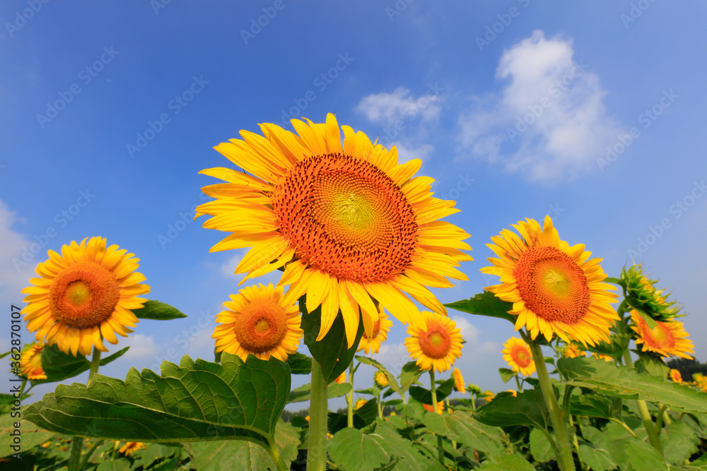 Sunflowers on a farm, China