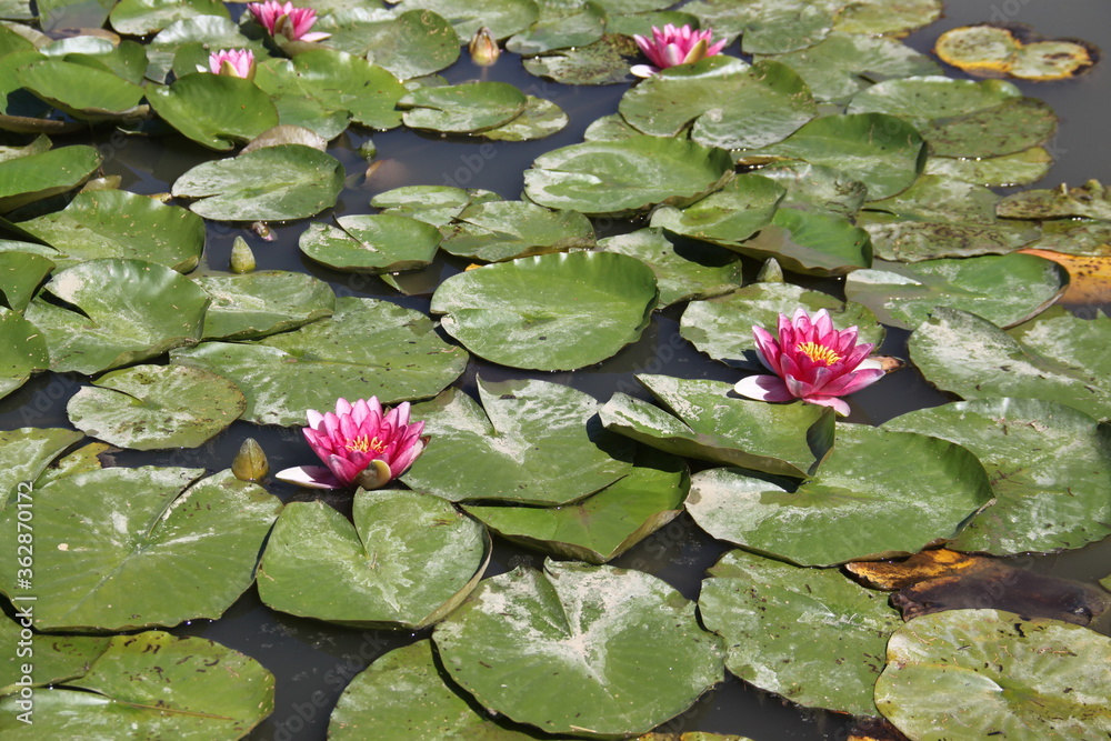 Pink water lilies flowers and leaves Pink water lilies flowers and leaves