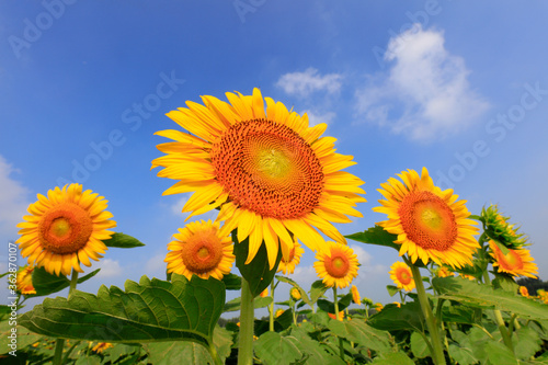 Sunflowers on a farm  China