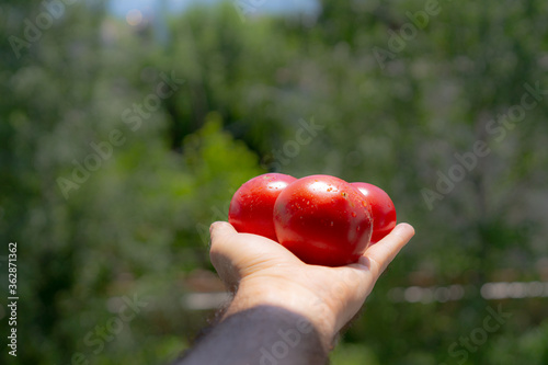 Ripe tomatoes in the hands