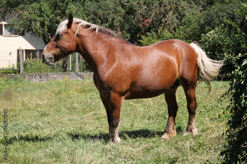 Horse in front of a traditional house in Alsace