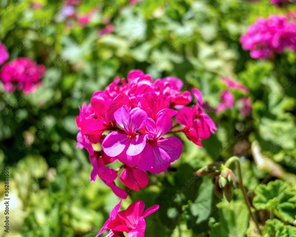 dark violet colored geranium natural bouquet close up in the garden