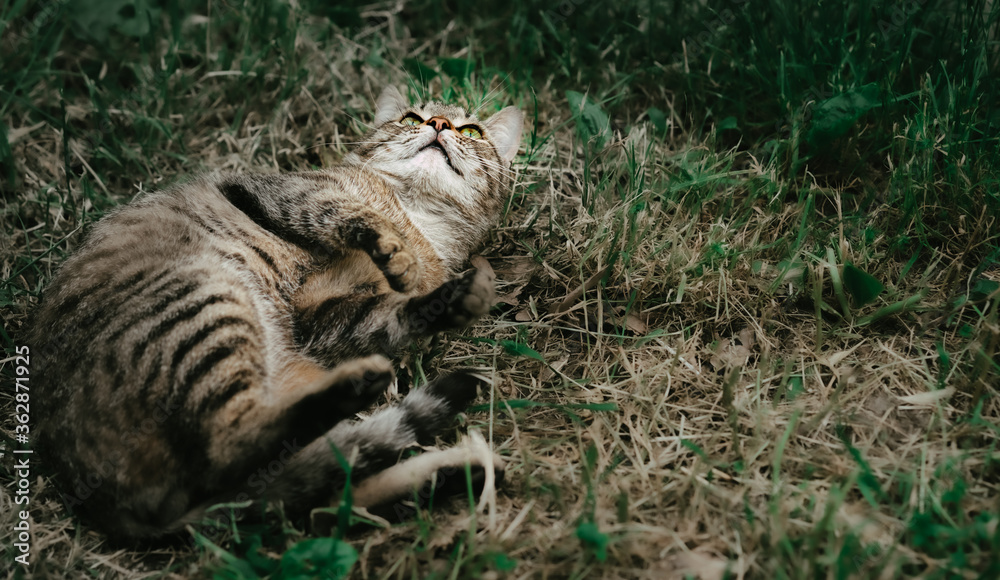 Cat lies in the grass