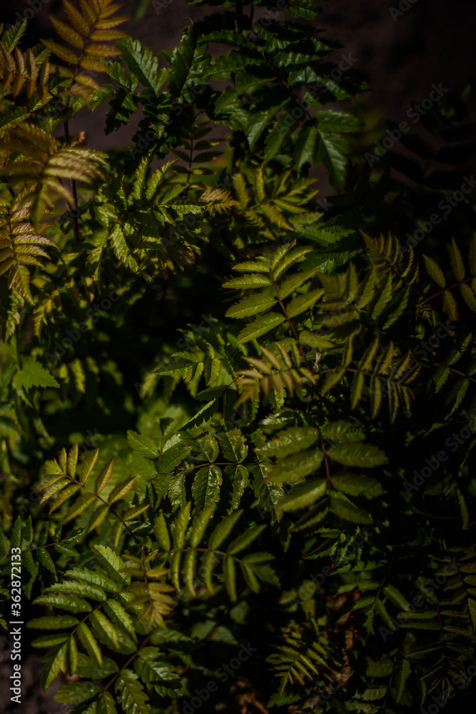 Fototapeta premium green leaves on the ground