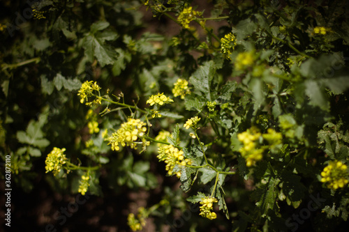 yellow flowers in the garden