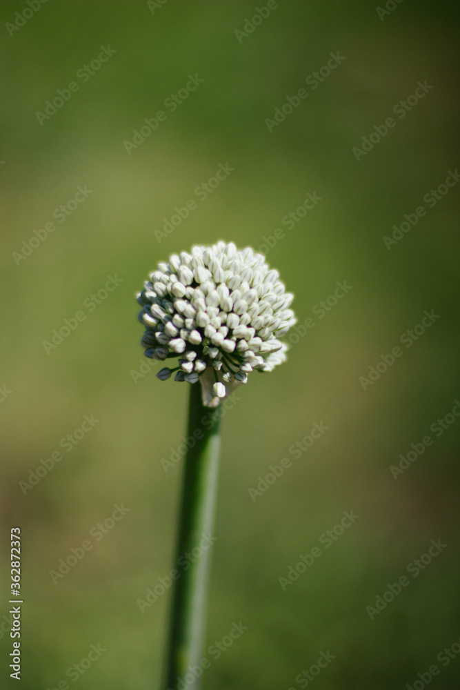 dandelion on green background dandelion on green background