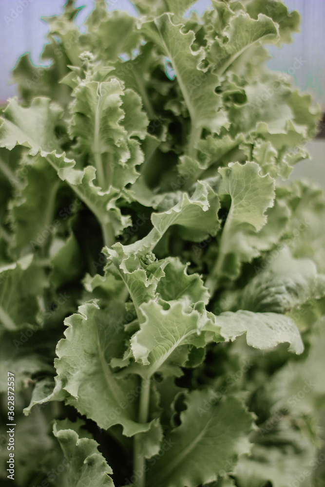 close up of lettuce leaves close up of lettuce leaves