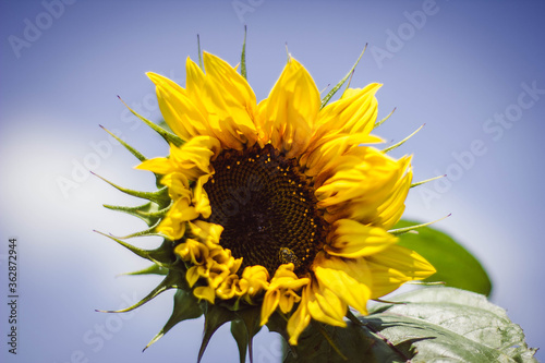summer sunflower in the garden