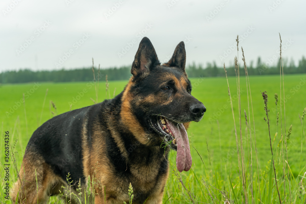 German shepherd dog playing outdoors. Cute adorable dog. Nature background.