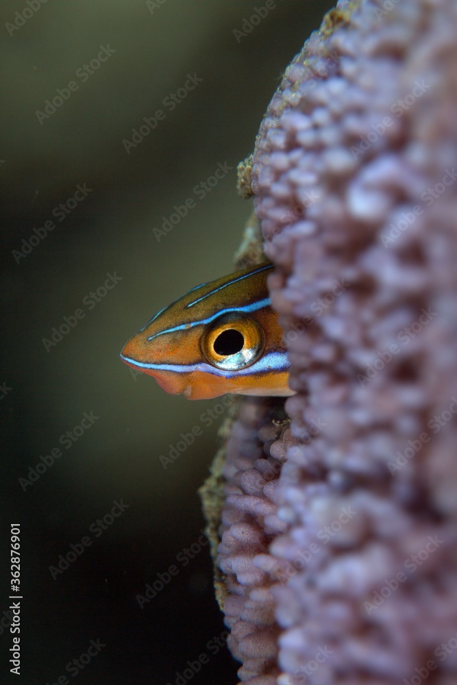 Obraz premium 熱帯魚