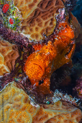 Wallpaper Mural Caribbean coral garden frogfish Torontodigital.ca